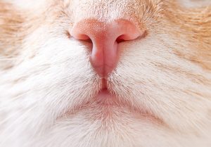 حس بویایی گربه ها