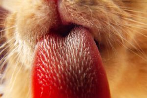 زبان گربه برای حس چشایی