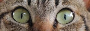 چشم‌ها و حواس بینایی گربه‌ها